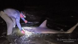 Sandbar Shark caught fishing in NJ