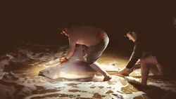 Sandbar shark fishing in NJ