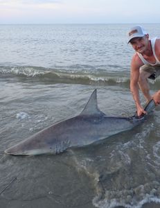 Sandbar shark caught while fishing in NJ