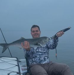 A photo of a 26-inch bluefish caught while fishing in NY.
