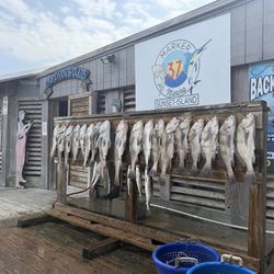 Multiple fish hanging on wooden cleaning station at fishing marina in Corpus Christi TX with Black Drum catch displayed