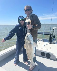 Black drum fish caught on fishing boat in Corpus Christi TX