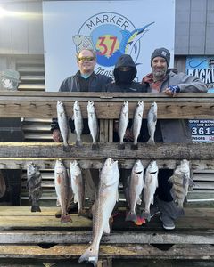 12 redfish, black drum, and spotted weakfish caught in Corpus Christi