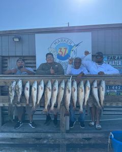 Successful fishing trip in Corpus Christi TX showing catch of redfish and black drum displayed on wooden dock