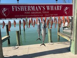 4 fish caught in Corpus Christi