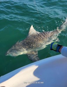 Shark Fishing in Punta Gorda