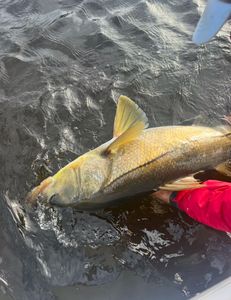 Snook Fishing In Punta Gorda 