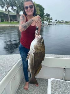 Hooked a Black Drum in Punta Gorda