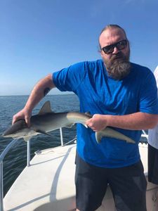 Bonnethead Shark Fishing In Florida