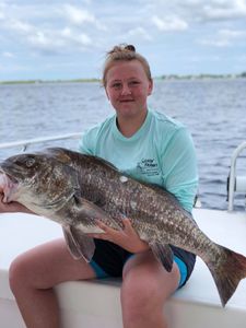 Black Drum Caught in Punta Gorda