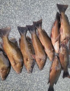 Punta Gorda Fishing Haul 