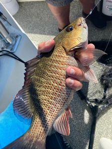 Mangrove Snapper Fishing In Charlotte Harbor, FL