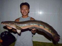 Quick stalk, fast strip, heavy take