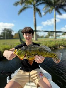 Peacock bass, fishing in FL