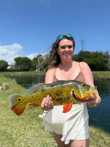 Peacock Bass fish caught while fishing in Miami