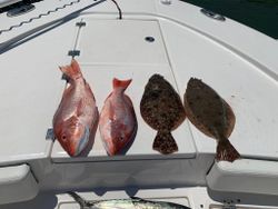 5 California Flounder, Summer Flounder, and King Mackerel fish caught in AL