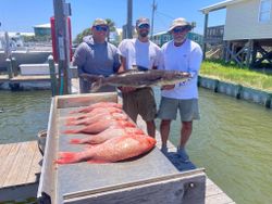 2 cobia fish caught in AL