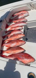 Multiple red snapper fish lined up on boat deck after fishing trip in Gulf Shores AL