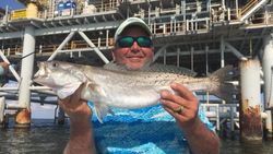 Spotted Weakfish, 24-inch fish caught while fishing in Gulf Shores