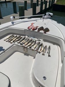 Two king mackerel fish caught in Gulf Shores