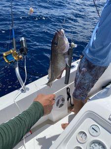 Big fight, bigger reward! 🏆🎣 #GreaterAmberjack