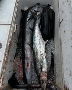 Fresh catch! 🎣 #Wahoo #KingMackerel