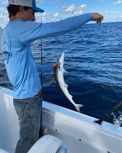 Photograph of a 17-inch Atlantic Sharpnose Shark caught while cruising and fishing in FL