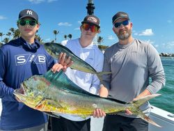 Two mahi mahi or common dolphinfish in Pompano Beach