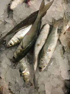Two fish caught while fishing in Aransas Pass