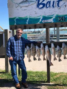 9 redfish, black drum caught fishing in TX