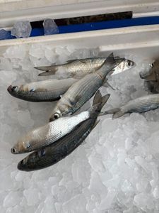 4 flathead grey mullet fish caught in TX