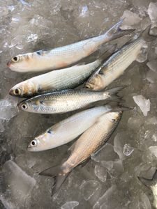 Five white mullet and flathead grey mullet fish in the waters of Aransas Pass