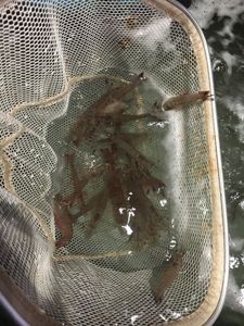 Fishing in TX
