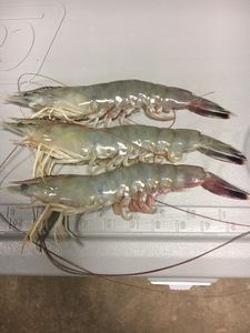 2 fish caught while fishing in TX