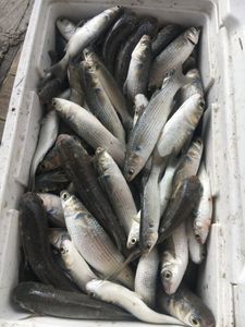 5 flathead grey mullet fish caught in Aransas Pass