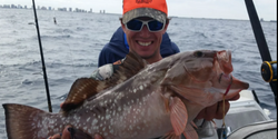 Photograph of a red grouper, a large saltwater fish, being caught off the coast of West Palm Beach, Florida.