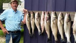 Striped Bass from Lake Murray, South Carolina 