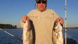 Striped Bass from Lake Murray, South Carolina 