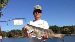 Striped Bass from Lake Murray, South Carolina 