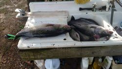 Lake Murray, South Carolina Fishing Trip