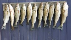 Lake Murray, South Carolina Fishing Trip