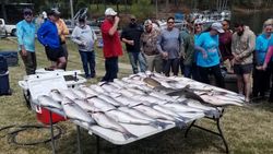 Striped Bass from Lake Murray, South Carolina 