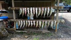 Lake Murray, South Carolina Fishing Trip