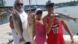 Striped Bass from Lake Murray, South Carolina 