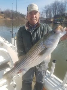 Hooked a Large Striped Bass in Lake Murray