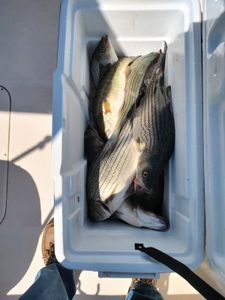 Stunning fishing scene in SC