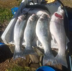 Four striped bass caught in Gaston