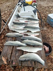 Striped bass caught while fishing in Gaston