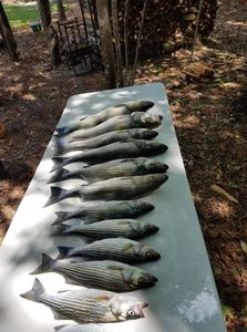 4 striped bass caught in Gaston