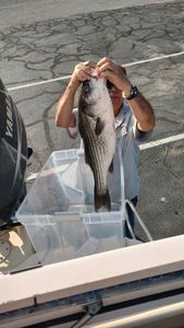 Striped bass caught while fishing in South Carolina